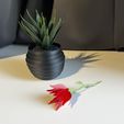 FullSizeRender-334.jpg FLOR DE EMERGENCIA FORMATO CARTERA