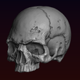 20.png Skull detailed