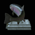 Rainbow-trout-trophy-open-mouth-1-12.png fish rainbow trout / Oncorhynchus mykiss trophy statue detailed texture for 3d printing