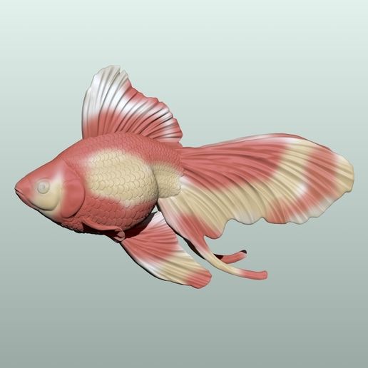 02-1.jpg Poisson rouge Pose 2