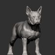 boston-terrier6.jpg boston terrier 3D print model