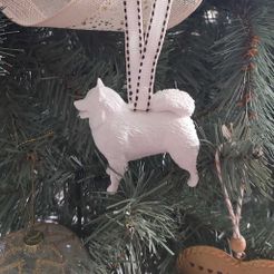 Samoyed