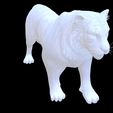 Q2.jpg TIGER DOWNLOAD Bengal TIGER 3d model animated for blender-fbx-unity-maya-unreal-c4d-3ds max - 3D printing TIGER CAT CAT