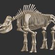 2.jpg Coelodonta - elasmotherium : Complete skeleton