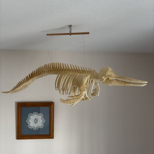image1-5.jpeg Dolphin skeleton (part 1/2 - skull)