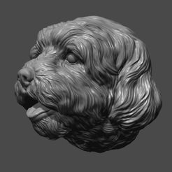 2.jpg Download OBJ file Lhasa Apso head dog • 3D print design, guninnik81