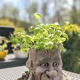Waldther5.jpg Cartoon Style Tree Face Planter