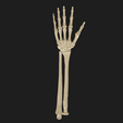 23.png hand and forearm bones