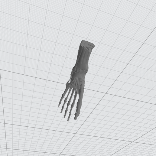 Skeleton Foot 3D model