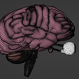 24.png 3D Model of Brain, Brain Stem and Eyes