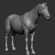 10.jpg Horse Breeds Collection