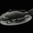 Peacock-Bass-statue-1-3-28.png FISH in motion Peacock bass (Cichla ocellaris) fish natural base detailed texture for 3d printing