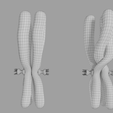 wf7.png Chromosome genetic recombination blender 3d
