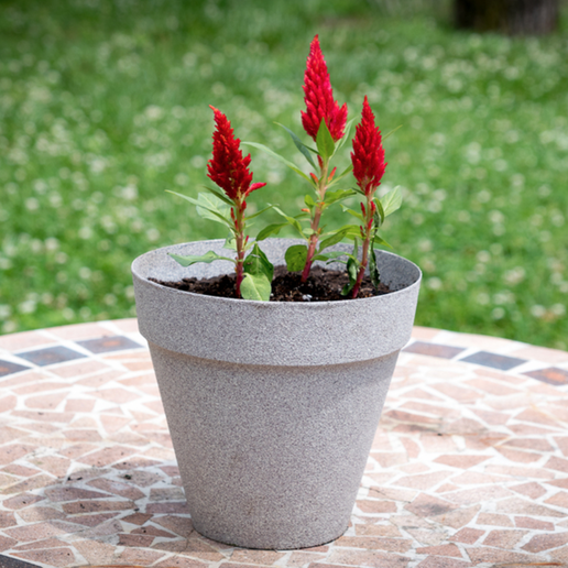 Flower Pot 3D model