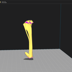 TIBIA.png Tibia Canina