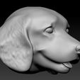 beagle-3.jpg Beagle dog head