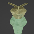 BRAIN-STEM-WITH-CRANIAL-NERVES-AND-NUCLEI-13.png 32-part Brainstem & Midbrain 3D Model with Full Cranial Nerves and Nuclei