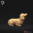 Dachshund-Miniature-Long-Haired-Pose-08-Dog-3D-Print-2s.jpeg Dachshund Miniature Long Haired Pose 08