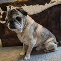 pughugs
