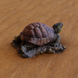 turtle-v3.png turtle decoration (3d scanned)