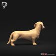 Dachshund-Smooth-Haired-Pose-03-Dog-3D-Print-4s.jpeg Teckel à poil lisse Pose 03