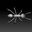 ant3.jpg Ant