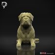 Bullmastiff-Pose-07-Dog-3D-Print-10s.jpeg Bullmastiff Dog 3D Print Model Pose 07