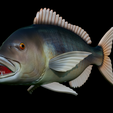Dentex-mouth-statue-45.png fish Common dentex / dentex dentex open mouth statue detailed texture for 3d printing