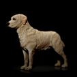 Labrador-Retriever02.jpg Labrador Retriever- STL & VRML COLOR FORMAT !- DOG BREED - SITTING POSE - 3D PRINT MODEL