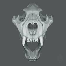 images.jpg 28mm scale Wolf skull