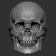 petes-skull-screenshot-4.jpg Pete's skull with seperate jaw