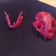 1614110082868.jpg "Cat Skull" : 3D file for sale