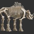 4.jpg Coelodonta - elasmotherium : Complete skeleton