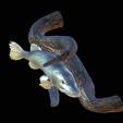 pike-high-quality-1-30.png big old pike underwater statue on the wall detailed texture for 3d printing