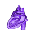 heartanatomyapical2chamber.obj 3D Model of Heart (2.3.4.5 chamber view) - 4 pack