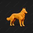 1735-Belgian_Shepherd_Dog_Tervueren_Pose_01.jpg Belgian Shepherd Dog Tervueren Dog 3D Print Model Pose 01