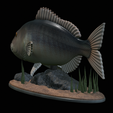 Dentex-statue-1-17.png fish Common dentex / dentex dentex statue underwater detailed texture for 3d printing