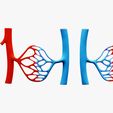 Blood_Vessel_Render.png 3D file Blood Vessel Anatomy・Model to download and 3D print