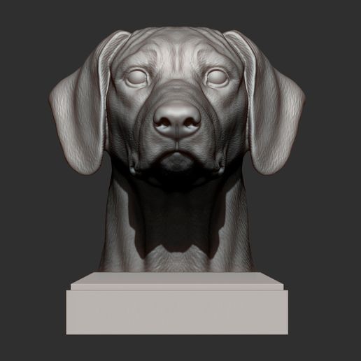 rhodesian-ridgeback-bust7.jpg Rhodesian ridgeback bust 3D print model