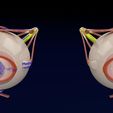 eyecsc.jpg Eye anatomy cut open detail labelled 3D