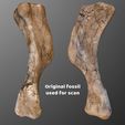 hadro_humerus_preview04.jpg Young Hadrosaur Humerus