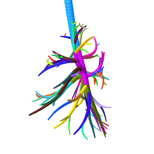3.png Tracheobronchial Tree Segmented in 101 Parts