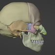 3.png 3D Model of Skull with Brain and Brain Stem - best version