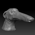 ZGrab10.jpg Borzoi dog head