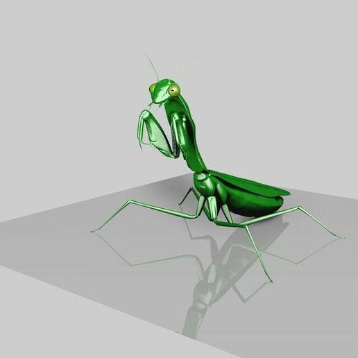 image.jpg Praying Mantis