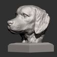 Golden_retriever7.jpg Golden retriever 3D print model