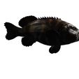ET.jpg DOWNLOAD Coral Fish 3D MODEL - ANIMATED for 3D printing - maya - 3DS MAX - UNITY - UNREAL - BLENDER - C4D - CARTOON - POKÉMON - Coral Fish Goby Epinephelinae Epinephelus bruneus