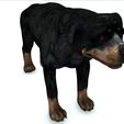 000.jpg DOG DOG - DOWNLOAD Rottweiler 3d model - animated CANINE PET GUARDIAN WOLF HOUSE HOME GARDEN POLICE - 3D printing DOG DOG DOG