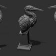 6.jpg Grey Heron bust
