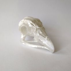 IMG_20220430_105432580.jpg Eagle skull